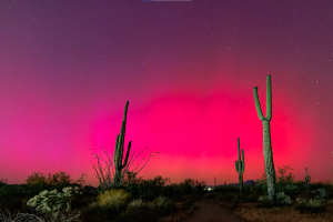 Sonoran desert at sunset