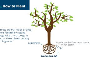 Step 3 How to Plant