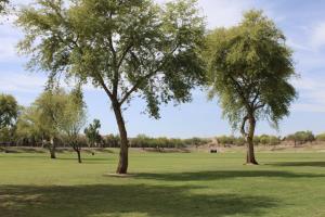 Open Grass Field At Thude Park