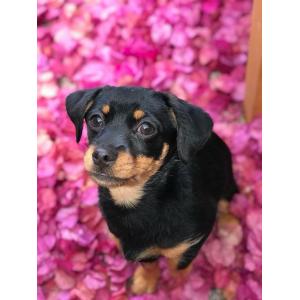 2019 Puparazzi Photo Contest Winner