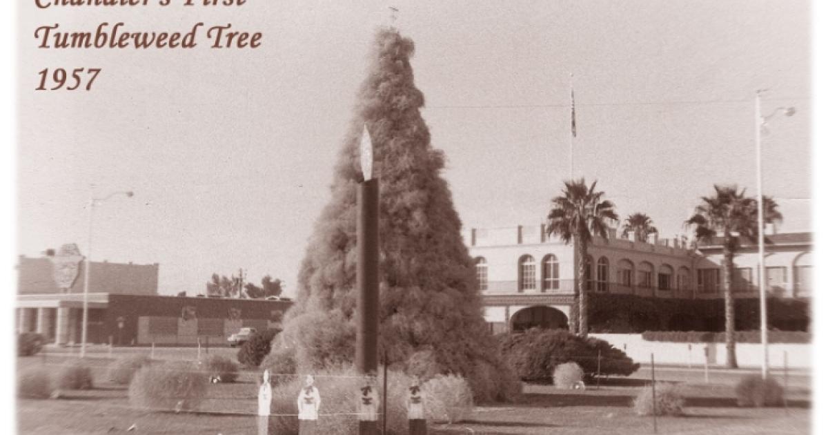chandler-first-tumbleweed-tree