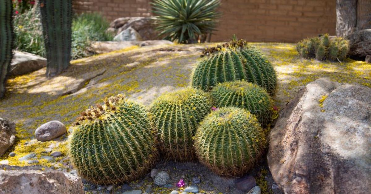 Growing Cacti/Succulents in the Desert | City of Chandler