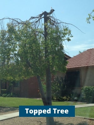 Topped Tree Topped Tree