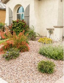 Xeriscape Yard